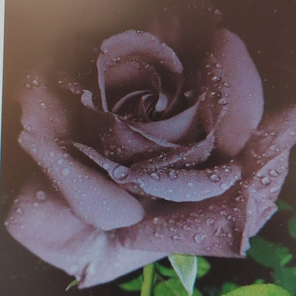 Meet your Posher, Diana